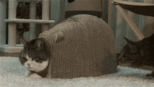 two cats are playing with a cardboard tunnel on the floor .