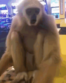 Monkey Sad GIF - Monkey Sad Gibbon GIFs
