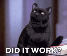 a black cat sitting on top of a pile of books with the words " did it work " above it
