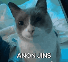 a cat with the words anon jins written on it