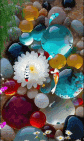 a fish is swimming in a pond surrounded by colorful rocks