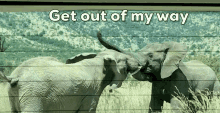 Elephants Get Out Of My Way GIF - Elephants Get Out Of My Way Fight GIFs