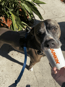 a dog chews on a cup that says dunkin '