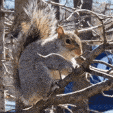 a squirrel is sitting on a tree branch and looking at the camera