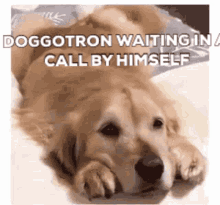 doggotron dogotron