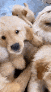 Puppy Love GIF