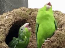 Bird Parrot GIF - Bird Parrot Papagallo GIFs