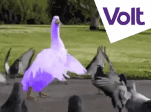 Volt Vote GIF - Volt Vote Goose GIFs
