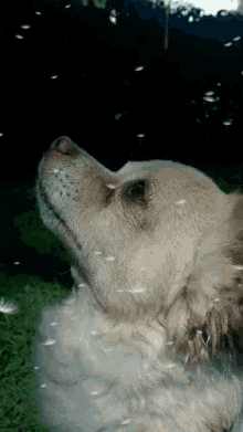 a close up of a dog 's face with feathers flying around it
