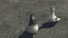 Bolt Pigeon GIF - Bolt Pigeon Aliens GIFs