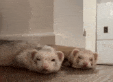 two ferrets are laying next to each other on the floor .
