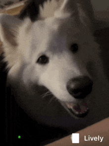 a close up of a white dog with the word lively on the bottom left