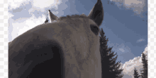 Horse Sniff GIF - Horse Sniff Sniffing GIFs