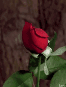 Red Rosed Blooming GIF - Red Rosed Blooming Beatiful Rose GIFs