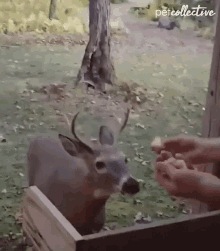 feed treat food forest deer