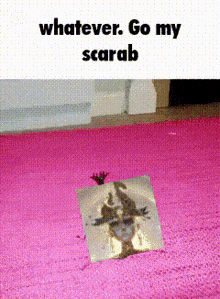 a picture of a frog on a pink rug with the words " whatever go my scarab "