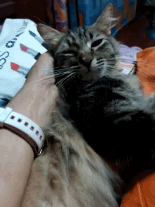 Love Pet GIF - Love Pet Cat GIFs