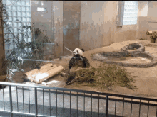 panda munching bamboo