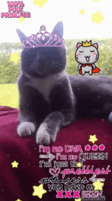 pink mimi princess cat
