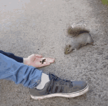 Squirrel Shy GIF - Squirrel Shy Afraid GIFs