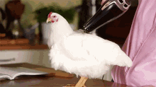 Hen Blower GIF - Hen Blower Chicken GIFs