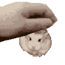 petpet almond petpet almond