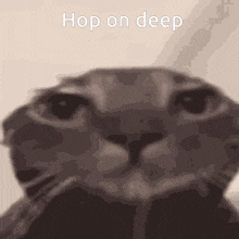 Shower Cat Deepwoken GIF - Shower Cat Deepwoken GIFs