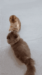 two fluffy cats are looking at each other on a white tile floor