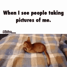 Kitten Picture GIF - Kitten Picture Attack GIFs