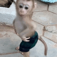 обезьяна мем сигма GIF
