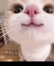 a close up of a cat 's nose with a pink nose