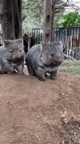 Wombat Moment GIF