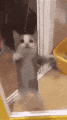 a gray and white cat standing in front of a window