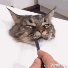viral hog viral hog videos three d painting of a cat funny entertaining