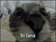 Lana Hi Lana GIF - Lana Hi Lana GIFs