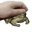 Frog Frogg Sticker