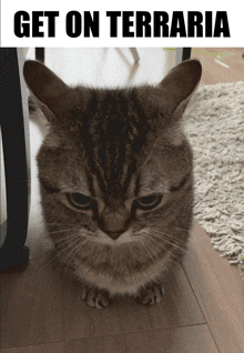 Get On Terraria Cat GIF