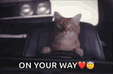 cat driving kitty
