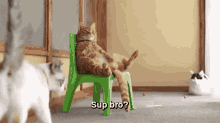 Chill Kitties. GIF - Sup Supbro Supbrocats GIFs