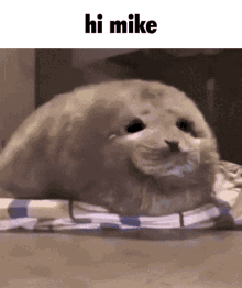 Hi Mike Mike GIF - Hi Mike Mike Hi GIFs