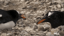 Mouth Open World Penguin Day GIF - Mouth Open World Penguin Day Penguinpalooza GIFs