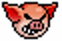 pig angry