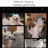a picture of a dog with the words hold on i have a reaction gif for this on the bottom