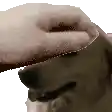 a person is petting a dog 's head .