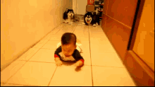 Baby Teaches Dogs To Army Crawl GIF - Dogs Baby Huskey GIFs