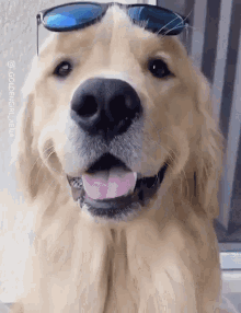 Whats Up Sunglasses GIF - Whats Up Sunglasses Dog GIFs