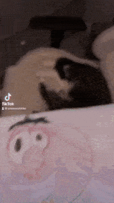 a cat is laying on a bed next to a spongebob pillow