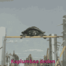Kaplumbağa Deden GIF - Kaplumbağa Deden Kaplumbağadeden GIFs
