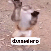 a sticker that says flamingo on it with a monkey in the background