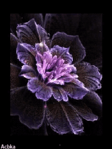 Flower Animation GIF - Flower Animation GIFs